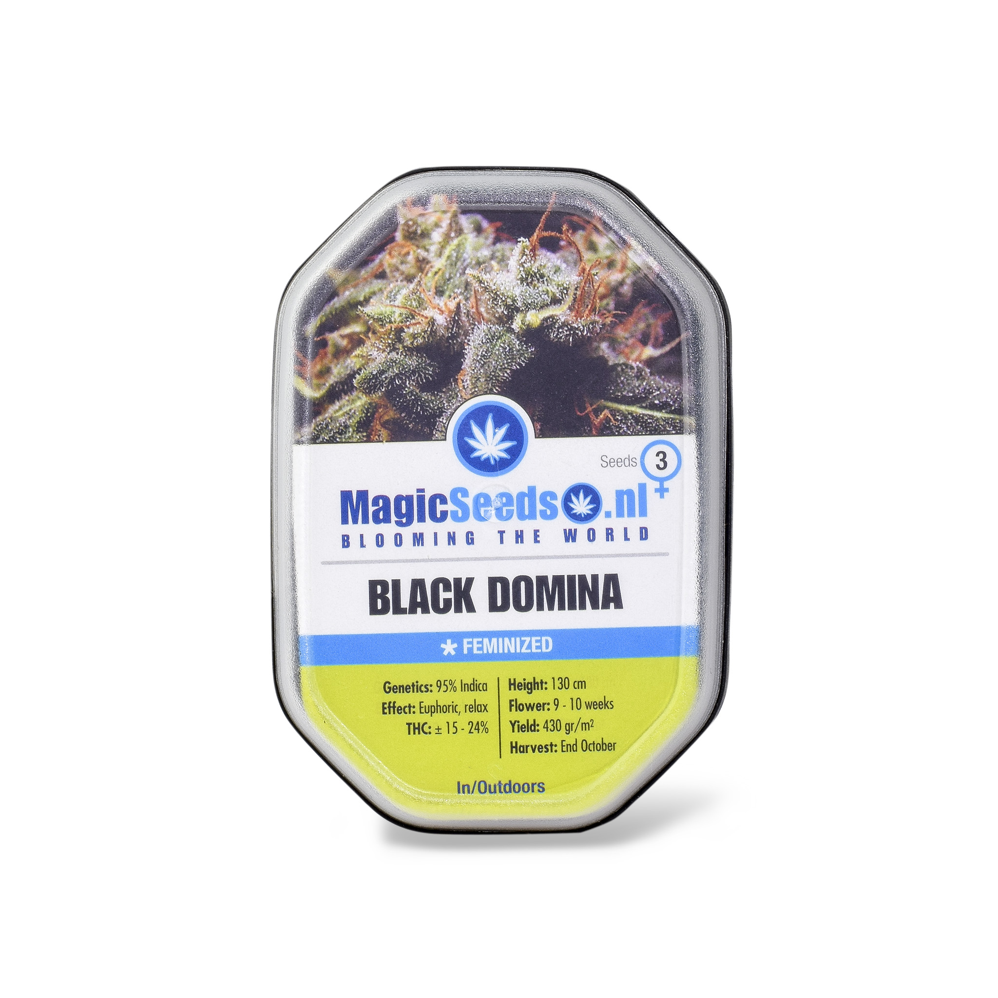 Black Domina3