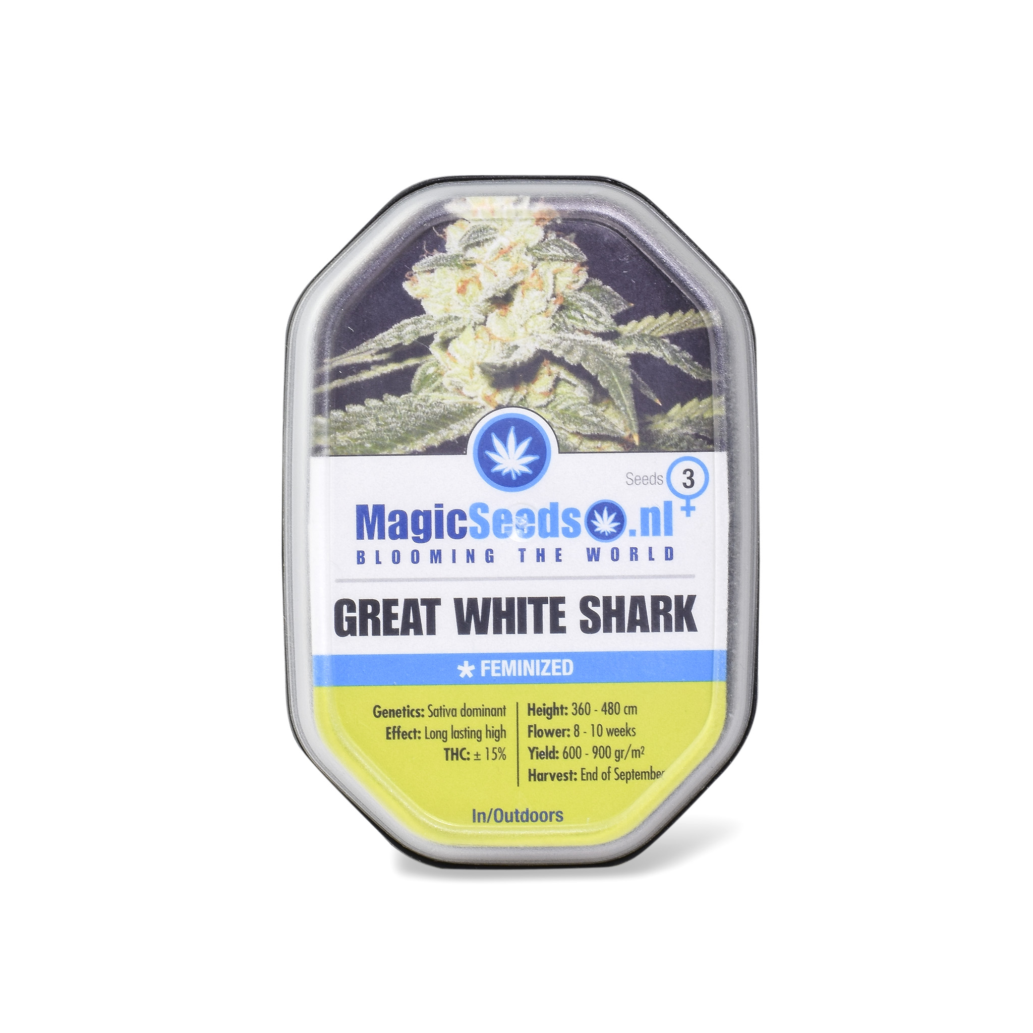 Great White Shark3