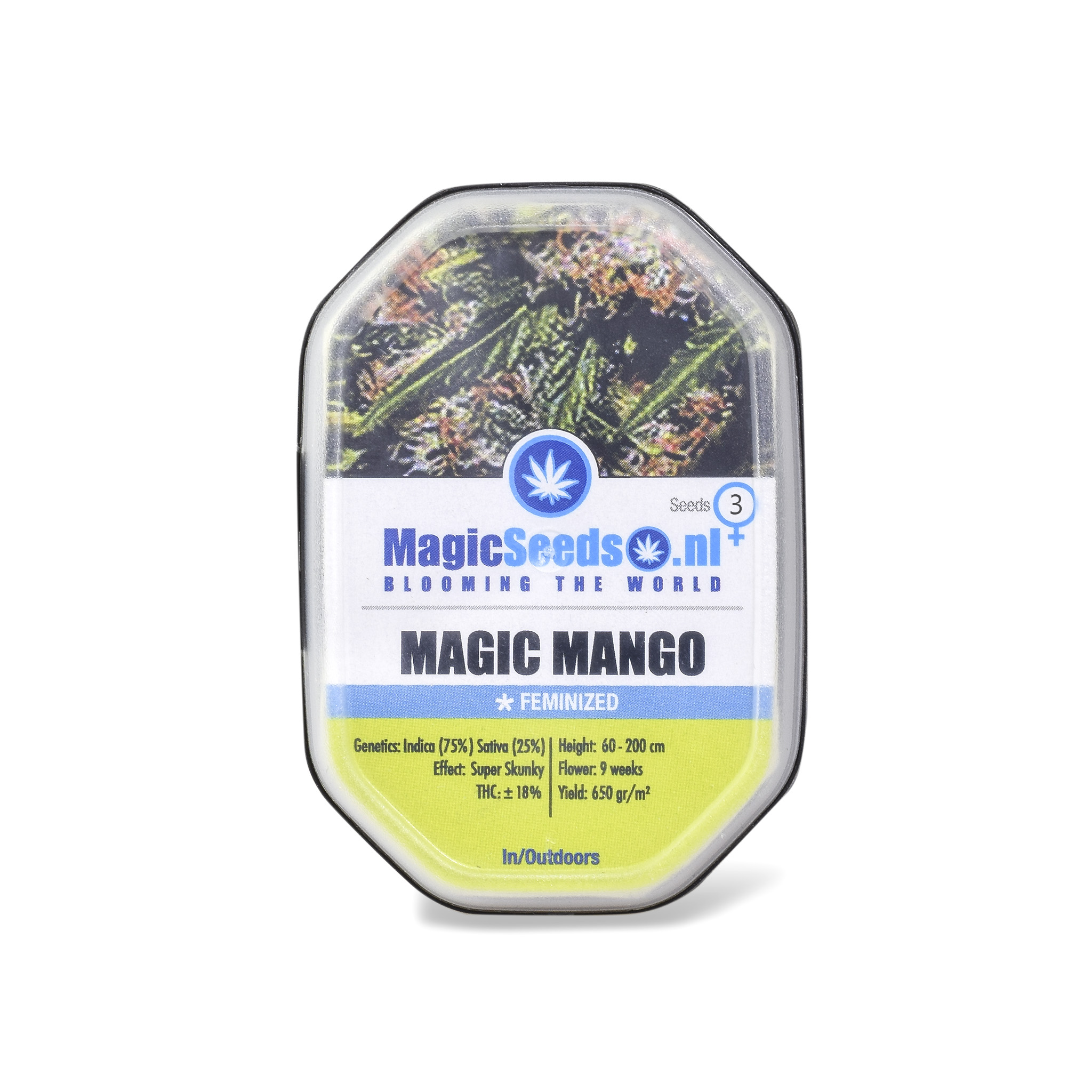 Magic Mango3