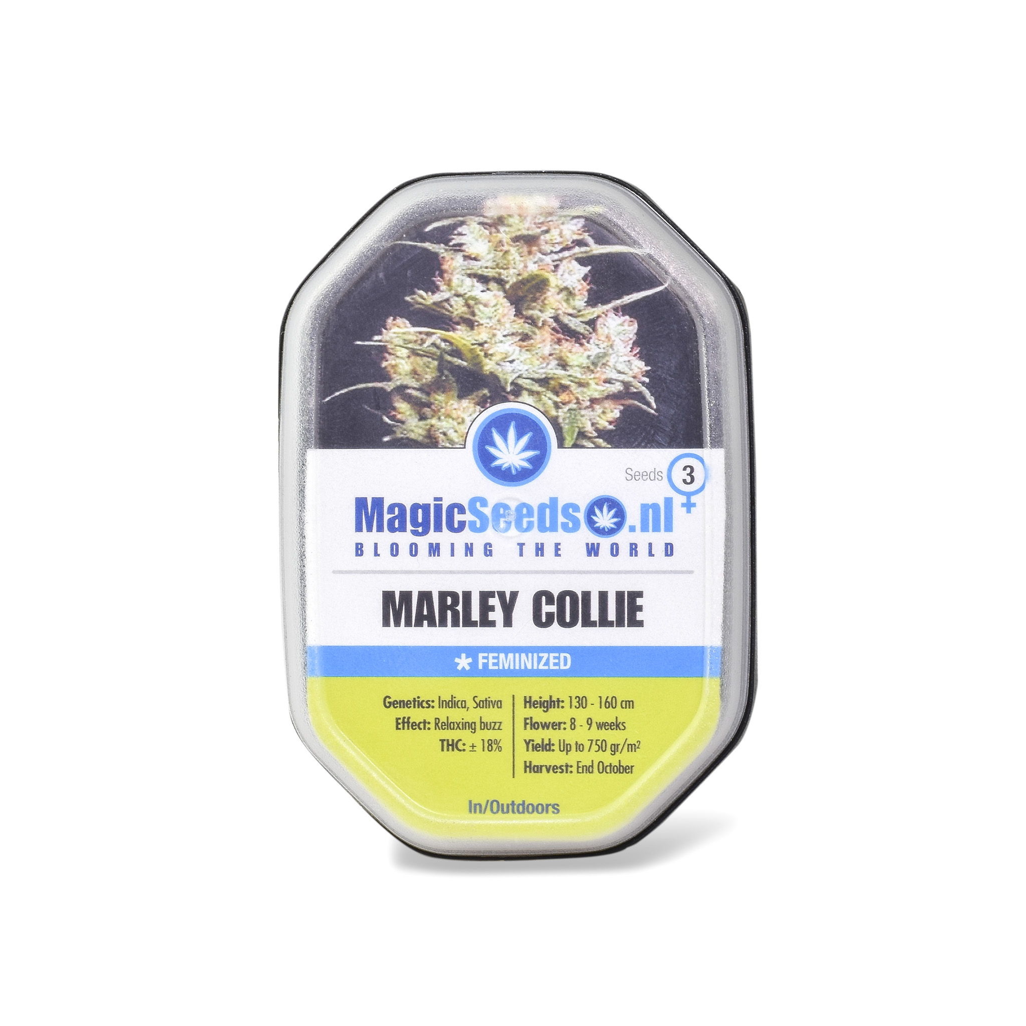 Marley Collie3