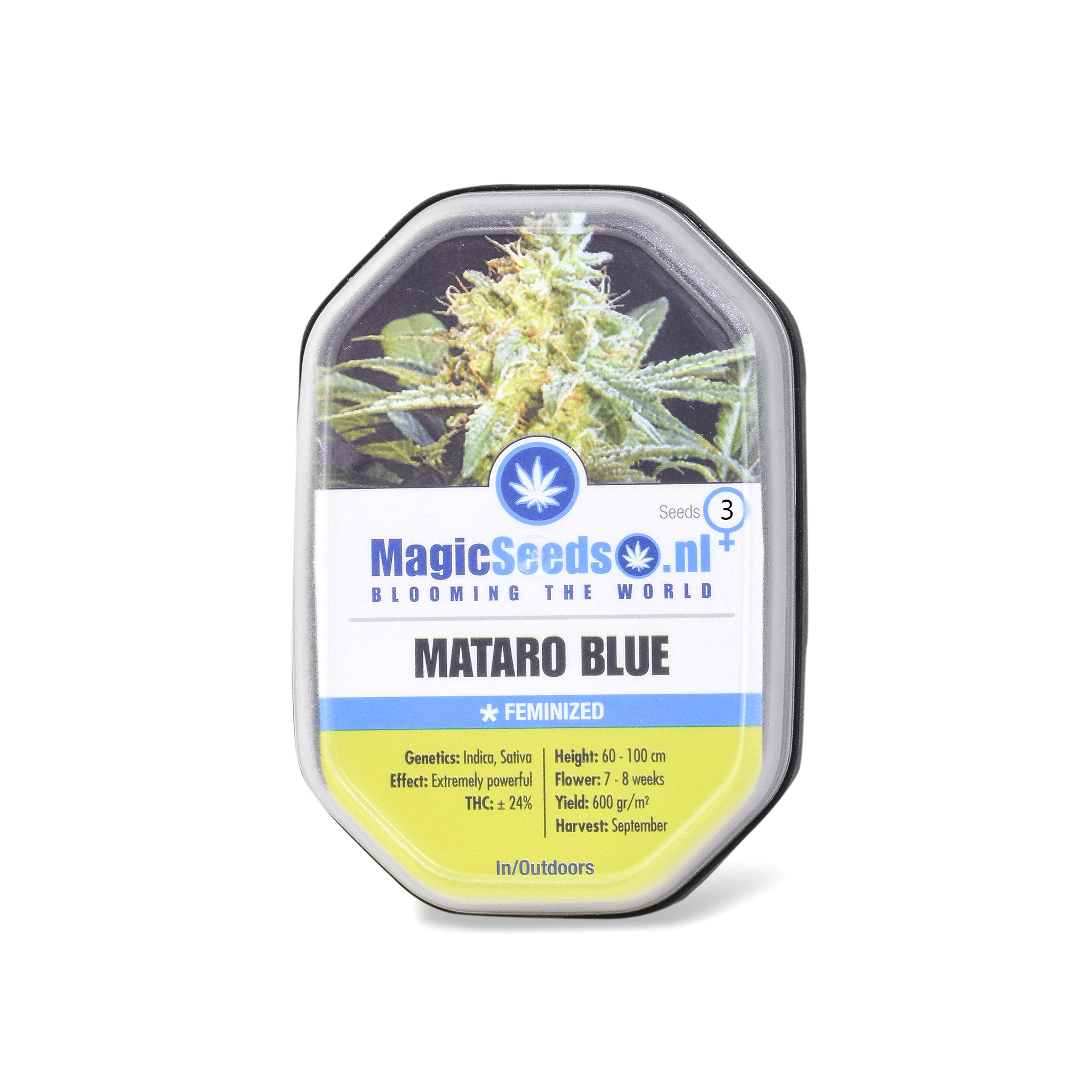 Mataro Blue3