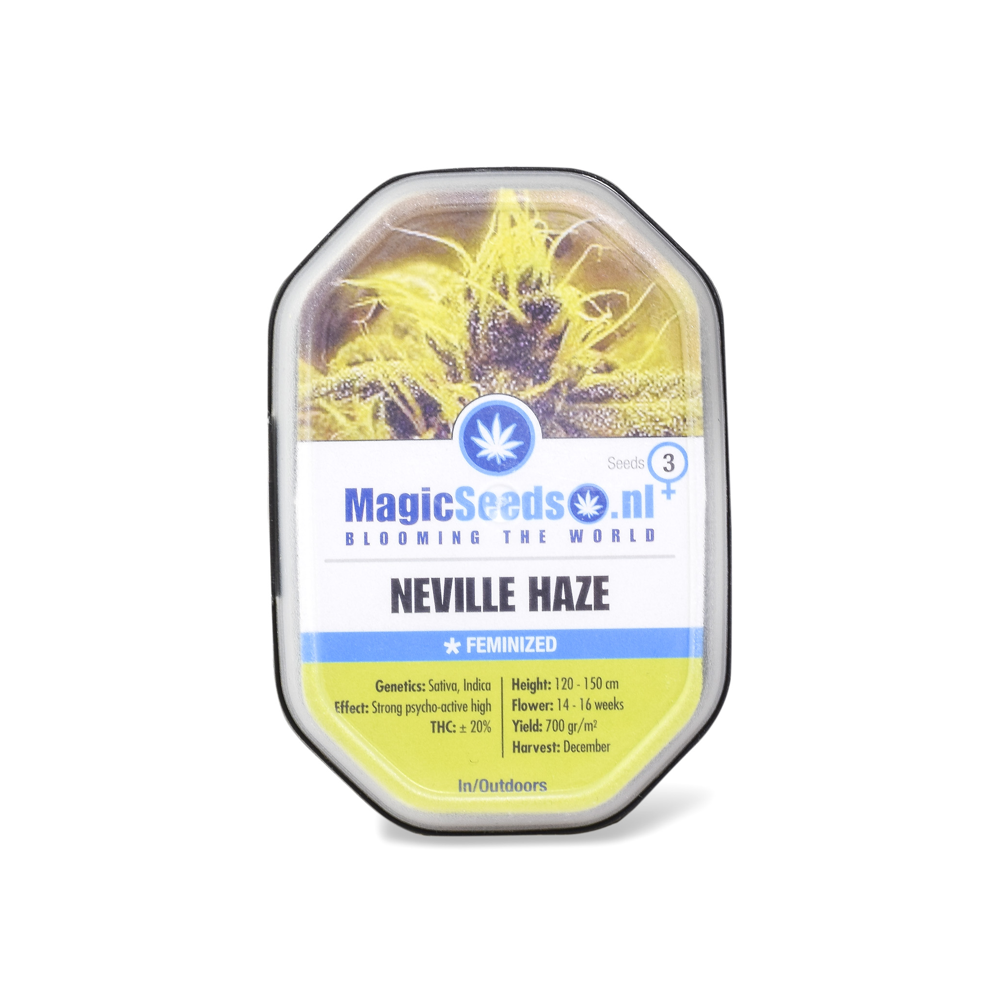 Neville Haze3